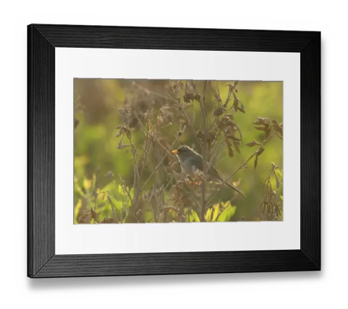 Framed Print : Slender-billed Finch (Xenospingus concolor) adult, perched in backlit vegetation, Arica, Chile, november Framed Print : Slender-billed Finch (Xenospingus concolor) adult, perched in backlit vegetation, Arica, Chile, november