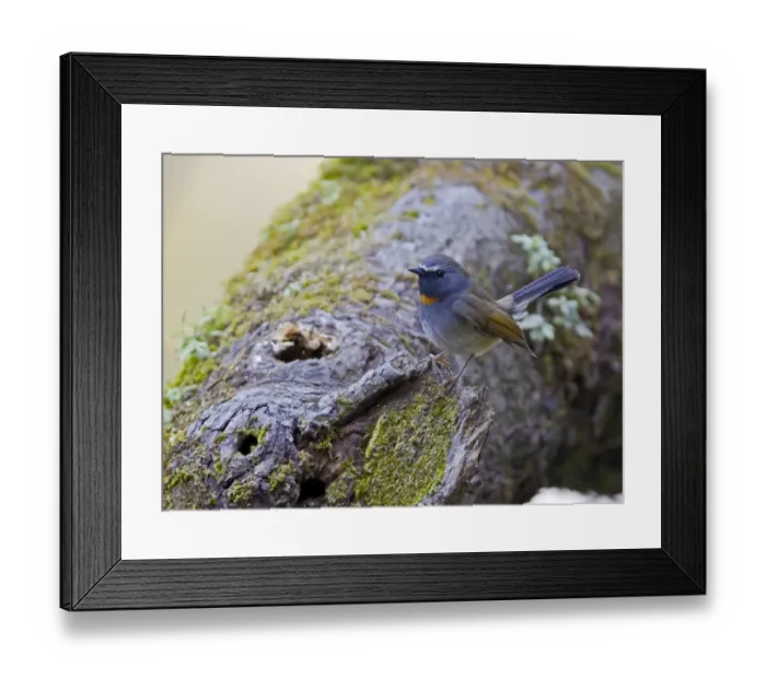 Framed Print : Rufous-gorgeted Flycatcher (Ficedula strophiata) adult male, perched on log, Uttaranchal, India, january Framed Print : Rufous-gorgeted Flycatcher (Ficedula strophiata) adult male, perched on log, Uttaranchal, India, january