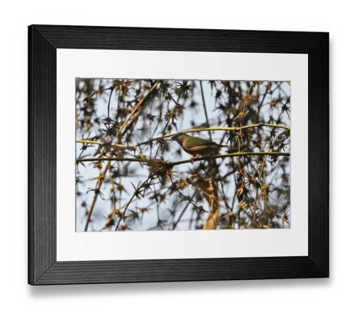 Framed Print : Pin-tailed Parrotfinch (Erythrura prasina) adult female, feeding on bamboo seeds, Kaeng Krachan N. P. Thailand, february Framed Print : Pin-tailed Parrotfinch (Erythrura prasina) adult female, feeding on bamboo seeds, Kaeng Krachan N. P. Thailand, february