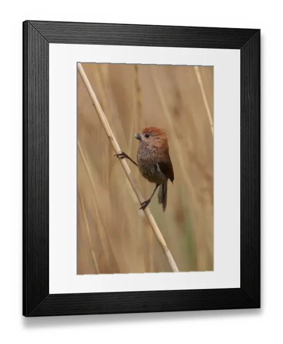 Framed Print : Vinous-throated Parrotbill (Paradoxornis webbianus mantschuricus) adult, with wet plumage and weed stuck to beak after bathing, perched on stem, Beidaihe, Hebei, China, may Framed Print : Vinous-throated Parrotbill (Paradoxornis webbianus mantschuricus) adult, with wet plumage and weed stuck to beak after bathing, perched on stem, Beidaihe, Hebei, China, may