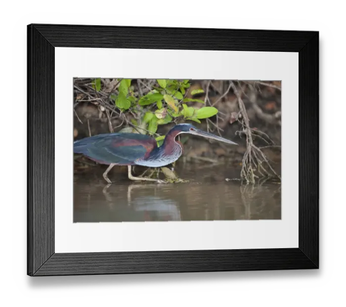 Framed Print : Agami Heron (Agamia agami) adult, hunting in river, Pixaim River, Pantanal, Mato Grosso, Brazil