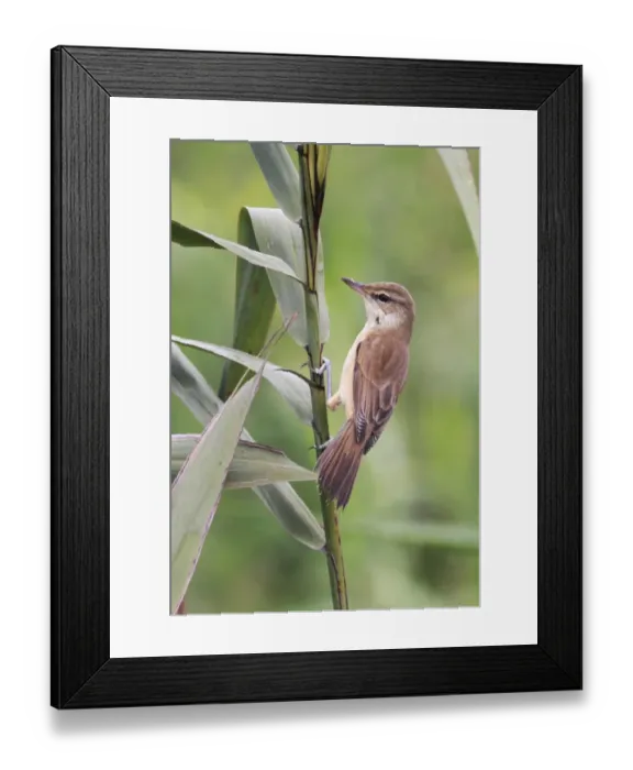 Framed Print : Oriental Reed-warbler (Acrocephalus orientalis) adult, perched on reed stem, Hong Kong, China, november Framed Print : Oriental Reed-warbler (Acrocephalus orientalis) adult, perched on reed stem, Hong Kong, China, november