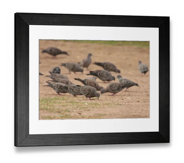 Framed Print : Spot-winged Pigeon (Patagioenas maculosa) flock, feeding on ground, La Cumbre, Cordoba, Argentina, april Framed Print : Spot-winged Pigeon (Patagioenas maculosa) flock, feeding on ground, La Cumbre, Cordoba, Argentina, april