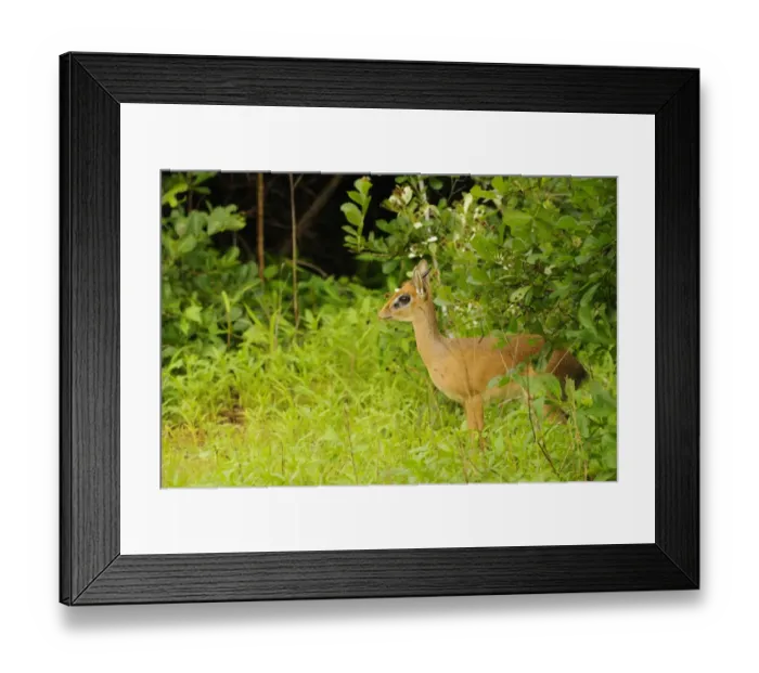 Framed Print : Kirk's Dik-dik (Madoqua kirkii) adult male, standing amongst vegetation, Ruaha N. P. Tanzania Framed Print : Kirk's Dik-dik (Madoqua kirkii) adult male, standing amongst vegetation, Ruaha N. P. Tanzania
