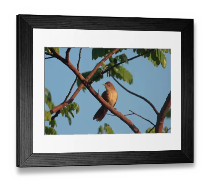 Framed Print : Greater Thornbird (Phacellodomus ruber) adult, perched on branch, Porto Jofre, Mato Grosso, Brazil, september Framed Print : Greater Thornbird (Phacellodomus ruber) adult, perched on branch, Porto Jofre, Mato Grosso, Brazil, september