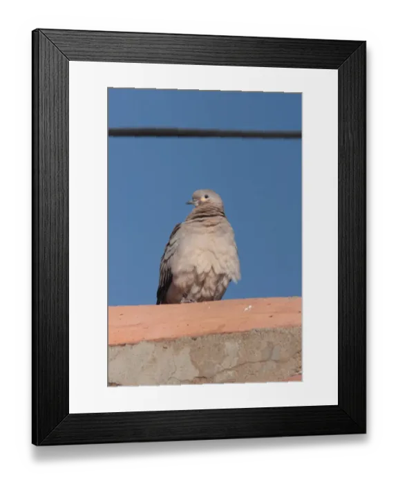 Framed Print : Black-winged Ground-dove (Metriopelia melanoptera) adult, perched, La Quiaca, Jujuy, Argentina, july Framed Print : Black-winged Ground-dove (Metriopelia melanoptera) adult, perched, La Quiaca, Jujuy, Argentina, july