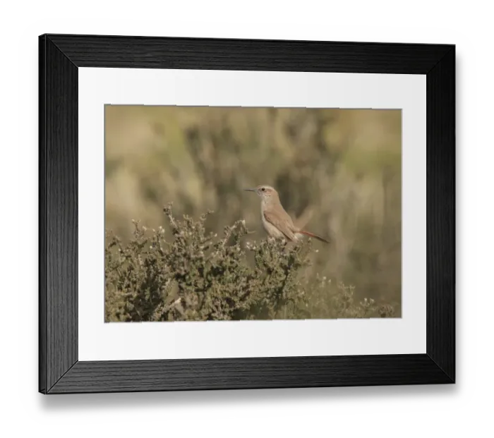 Framed Print : Band-tailed Earthcreeper (Eremobius phoenicurus) adult, perched on bush, Rio Gallegos, Santa Cruz, Argentina, november Framed Print : Band-tailed Earthcreeper (Eremobius phoenicurus) adult, perched on bush, Rio Gallegos, Santa Cruz, Argentina, november