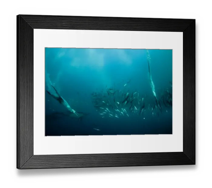 Framed Print : Cape Gannet (Morus capensis) and Long-beaked Common Dolphin (Delphinus capensis) adults, diving underwater and feeding on baitball school of small bait fish, offshore Port St Framed Print : Cape Gannet (Morus capensis) and Long-beaked Common Dolphin (Delphinus capensis) adults, diving underwater and feeding on baitball school of small bait fish, offshore Port St
