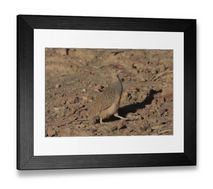 Framed Print : Ornate Tinamou (Nothoprocta ornata) adult, walking in high-Andean desert terrain, La Quiaca, Jujuy, Argentina, july Framed Print : Ornate Tinamou (Nothoprocta ornata) adult, walking in high-Andean desert terrain, La Quiaca, Jujuy, Argentina, july
