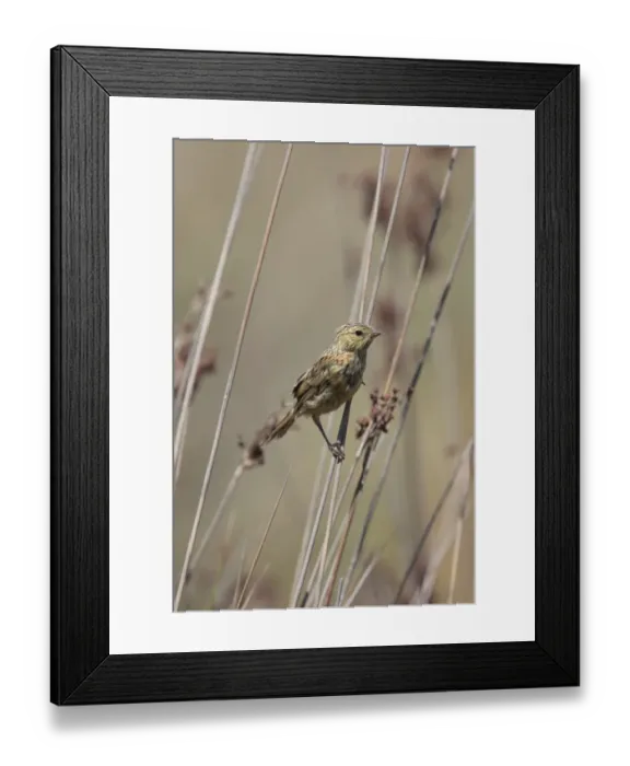 Framed Print : Long-tailed Reed-finch (Donacospiza albifrons) juvenile, perched on stem, Rincon de Cobo, Buenos Aires Province, Argentina, december Framed Print : Long-tailed Reed-finch (Donacospiza albifrons) juvenile, perched on stem, Rincon de Cobo, Buenos Aires Province, Argentina, december