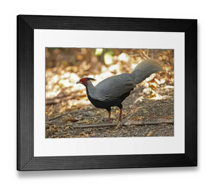 Framed Print : Kalij Pheasant (Lophura leucomelanos) adult male, standing in forest clearing, Kaeng Krachan N. P. Thailand, february Framed Print : Kalij Pheasant (Lophura leucomelanos) adult male, standing in forest clearing, Kaeng Krachan N. P. Thailand, february
