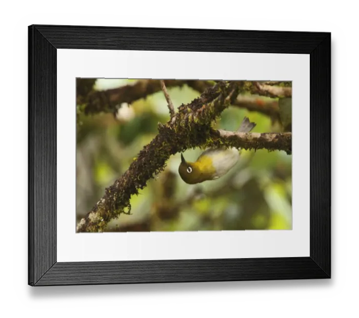 Framed Print : Ceylon White-eye (Zosterops ceylonensis) adult, foraging, hanging from mossy twig, Horton Plains N. P. Sri Lanka, december Framed Print : Ceylon White-eye (Zosterops ceylonensis) adult, foraging, hanging from mossy twig, Horton Plains N. P. Sri Lanka, december