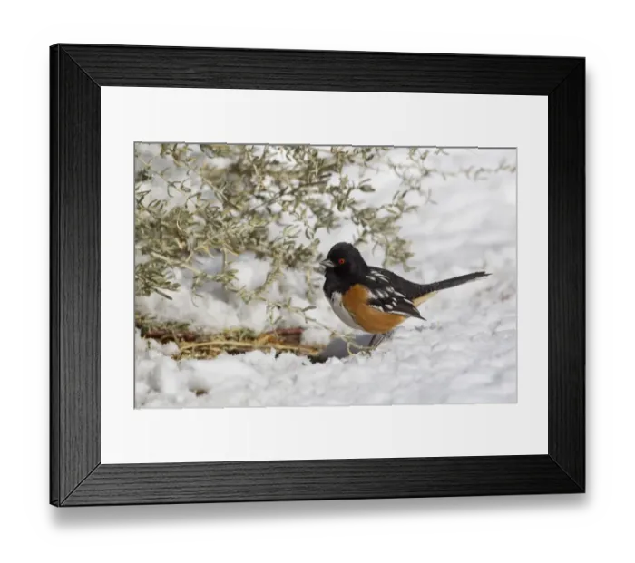 Framed Print : Eastern Towhee (Pipilo erythrophthalmus) adult male, standing on snow, Bosque del Apache National Wildlife Refuge, New Mexico, U. S. A. december Framed Print : Eastern Towhee (Pipilo erythrophthalmus) adult male, standing on snow, Bosque del Apache National Wildlife Refuge, New Mexico, U. S. A. december
