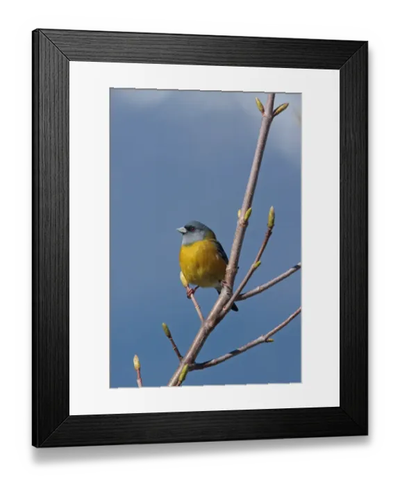 Framed Print : Patagonian Sierra-finch (Phrygilus patagonicus) adult male, perched on branch, Lake Correntoso, Neuquen, Argentina, october Framed Print : Patagonian Sierra-finch (Phrygilus patagonicus) adult male, perched on branch, Lake Correntoso, Neuquen, Argentina, october