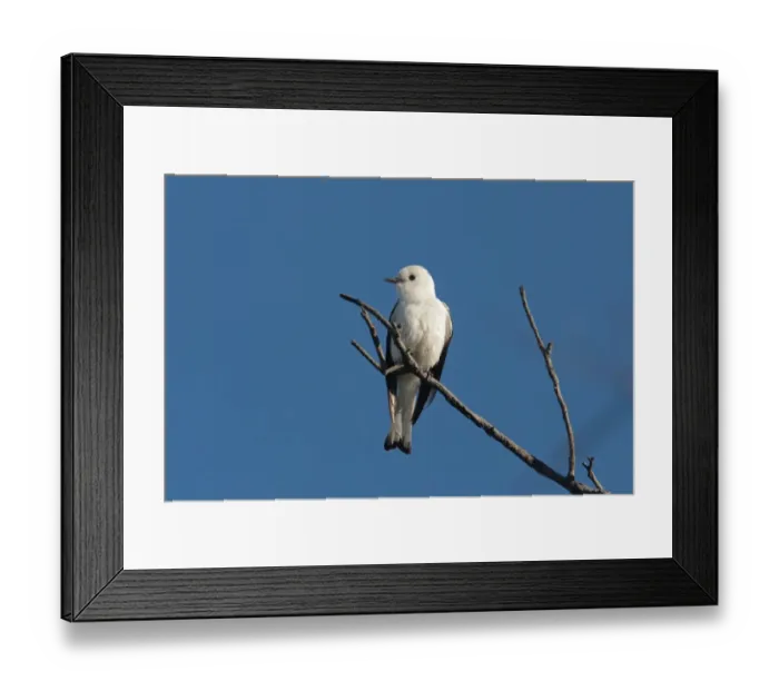 Framed Print : White Monjita (Xolmis irupero) adult, perched on twig, Colonia Carlos Pellegrini, Corrientes, Argentina, november Framed Print : White Monjita (Xolmis irupero) adult, perched on twig, Colonia Carlos Pellegrini, Corrientes, Argentina, november