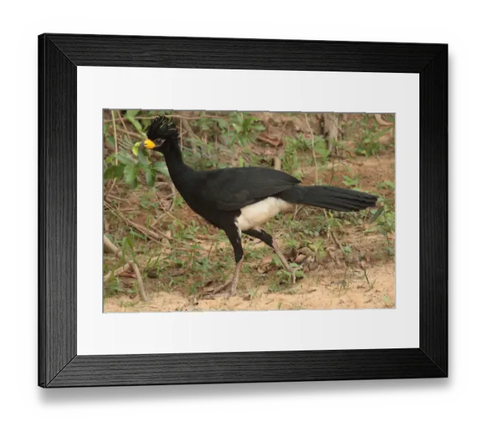 Framed Print : Bare-faced Curassow (Crax fasciolata) adult male, walking, Cuiaba River, Porto Jofre, Mato Grosso, Brazil, september