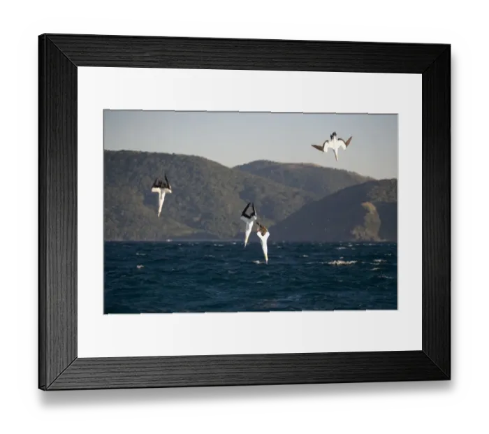 Framed Print : Cape Gannet (Morus capensis) four adults, in flight, diving for fish at sea, offshore Port St. Johns, Wild Coast, Eastern Cape (Transkei), South Africa Framed Print : Cape Gannet (Morus capensis) four adults, in flight, diving for fish at sea, offshore Port St. Johns, Wild Coast, Eastern Cape (Transkei), South Africa