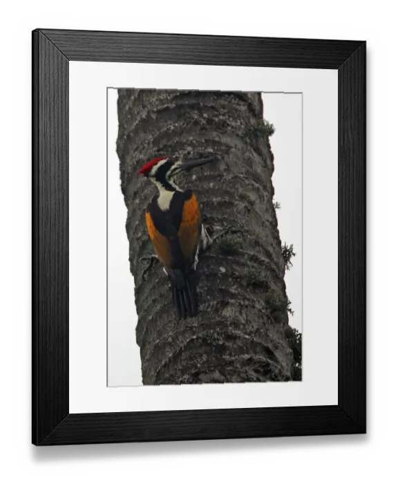 Framed Print : White-naped Woodpecker (Chrysocolaptes festivus tantus) endemic race, adult male, clinging to palm tree trunk, Sri Lanka, december Framed Print : White-naped Woodpecker (Chrysocolaptes festivus tantus) endemic race, adult male, clinging to palm tree trunk, Sri Lanka, december
