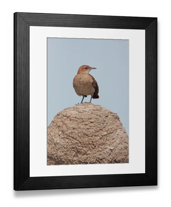Framed Print : Rufous Hornero (Furnarius rufus) adult, perched on mud oven nest, Buenos Aires Province, Argentina, november Framed Print : Rufous Hornero (Furnarius rufus) adult, perched on mud oven nest, Buenos Aires Province, Argentina, november