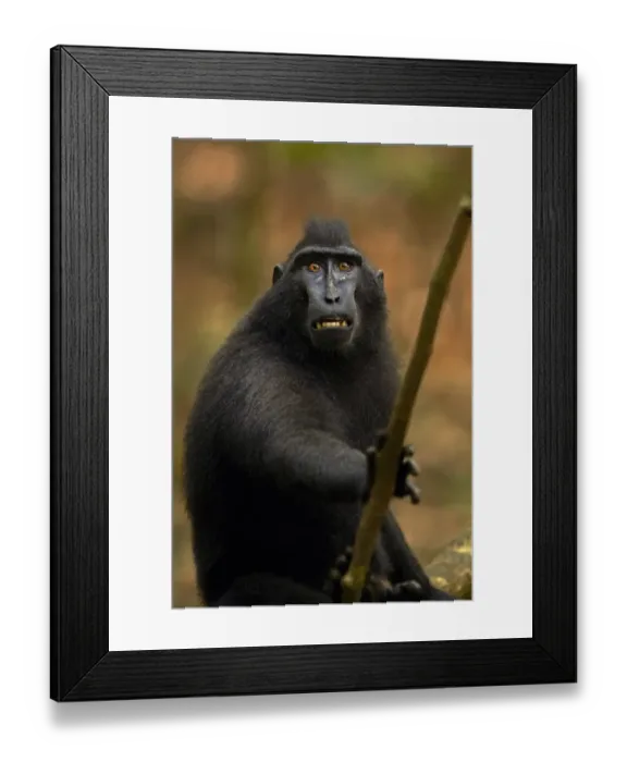 Framed Print : Celebes Crested Macaque (Macaca nigra) adult, baring teeth in forest, Tangkoko, Sulawesi, Indonesia Framed Print : Celebes Crested Macaque (Macaca nigra) adult, baring teeth in forest, Tangkoko, Sulawesi, Indonesia