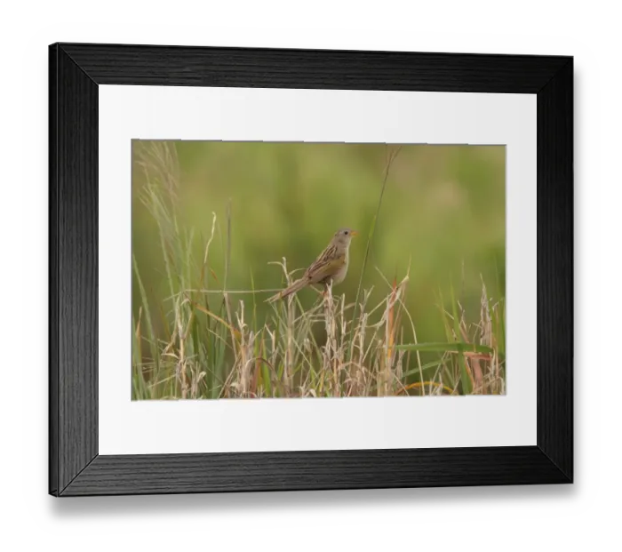 Framed Print : Wedge-tailed Grass-finch (Emberizoides herbicola) adult, perched on grass stems, Santa Olga, Formosa, Argentina, october Framed Print : Wedge-tailed Grass-finch (Emberizoides herbicola) adult, perched on grass stems, Santa Olga, Formosa, Argentina, october