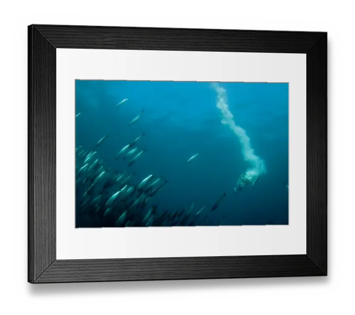 Framed Print : Cape Gannet (Morus capensis) adult, diving underwater and feeding on baitball school of small bait fish, offshore Port St. Johns, Wild Coast, Eastern Cape (Transkei), South Africa Framed Print : Cape Gannet (Morus capensis) adult, diving underwater and feeding on baitball school of small bait fish, offshore Port St. Johns, Wild Coast, Eastern Cape (Transkei), South Africa