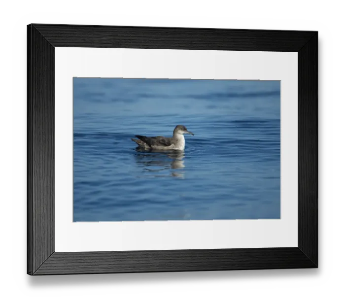 Framed Print : Balearic Shearwater (Puffinus mauretanicus) adult, swimming at sea, Algarve, Portugal, october Framed Print : Balearic Shearwater (Puffinus mauretanicus) adult, swimming at sea, Algarve, Portugal, october