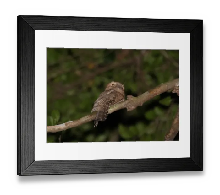 Framed Print : Javan Frogmouth (Batrachostomus javensis continentalis) adult male, perched on branch, Kaeng Krachan N. P. Thailand, january Framed Print : Javan Frogmouth (Batrachostomus javensis continentalis) adult male, perched on branch, Kaeng Krachan N. P. Thailand, january