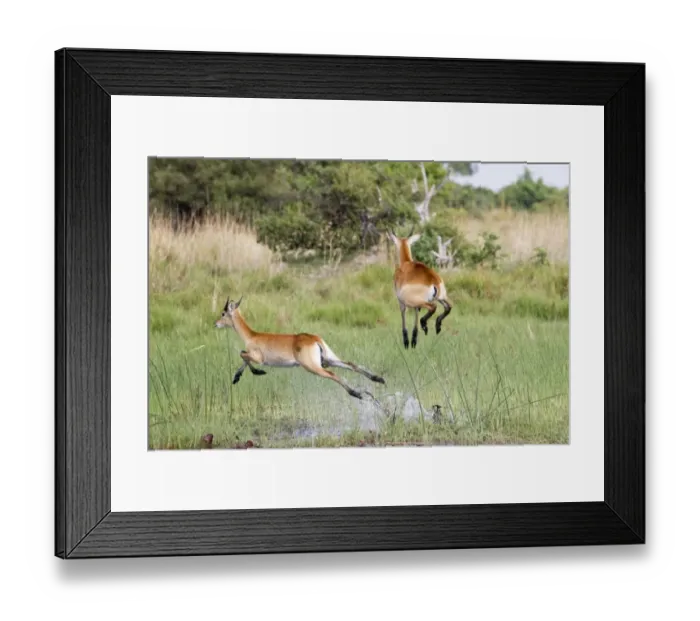Framed Print : Red Lechwe (Kobus leche leche) immature males, running and jumping in wetland, Okavango Delta, Botswana