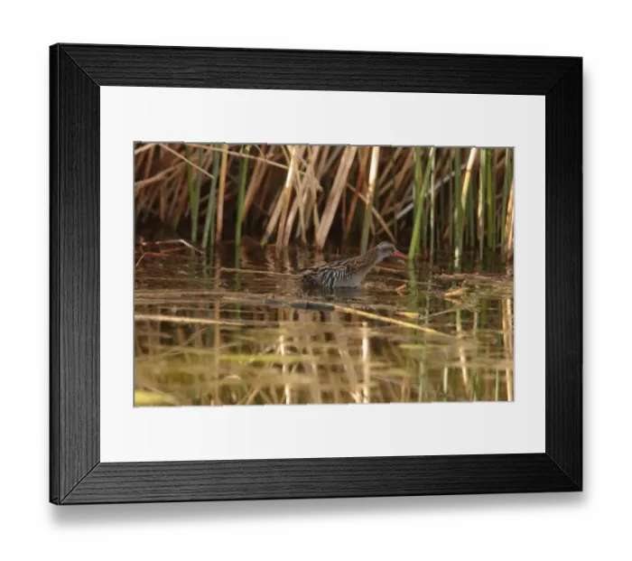 Framed Print : Austral Rail (Rallus antarcticus) adult, wading in wetland, Estancia la Angostura, Santa Cruz, Argentina, november Framed Print : Austral Rail (Rallus antarcticus) adult, wading in wetland, Estancia la Angostura, Santa Cruz, Argentina, november