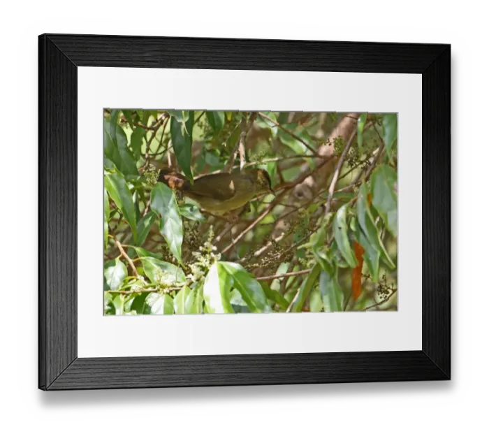 Framed Print : Grey-eyed Bulbul (Iole propinqua) adult, perched in fruiting tree, Kaeng Krachan N. P. Thailand, november Framed Print : Grey-eyed Bulbul (Iole propinqua) adult, perched in fruiting tree, Kaeng Krachan N. P. Thailand, november
