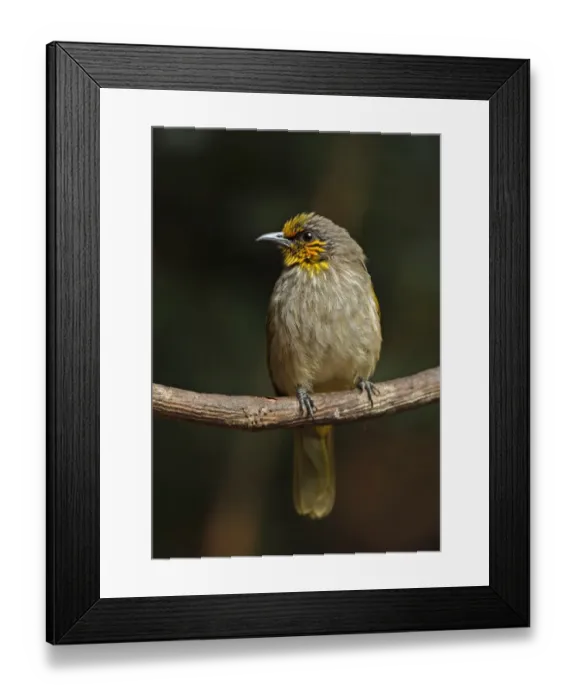 Framed Print : Stripe-throated Bulbul (Pycnonotus finlaysoni eous) adult, perched on vine, Kaeng Krachan N. P. Thailand, february Framed Print : Stripe-throated Bulbul (Pycnonotus finlaysoni eous) adult, perched on vine, Kaeng Krachan N. P. Thailand, february