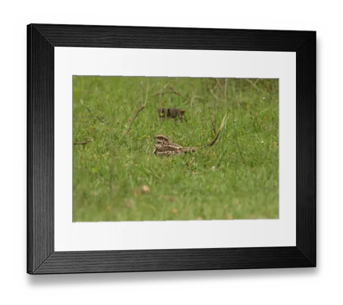 Framed Print : Scissor-tailed Nightjar (Hydropsalis torquata furcifera) adult male, sitting on ground at daytime roost, Ceibas, Entre Rios, Argentina, october Framed Print : Scissor-tailed Nightjar (Hydropsalis torquata furcifera) adult male, sitting on ground at daytime roost, Ceibas, Entre Rios, Argentina, october