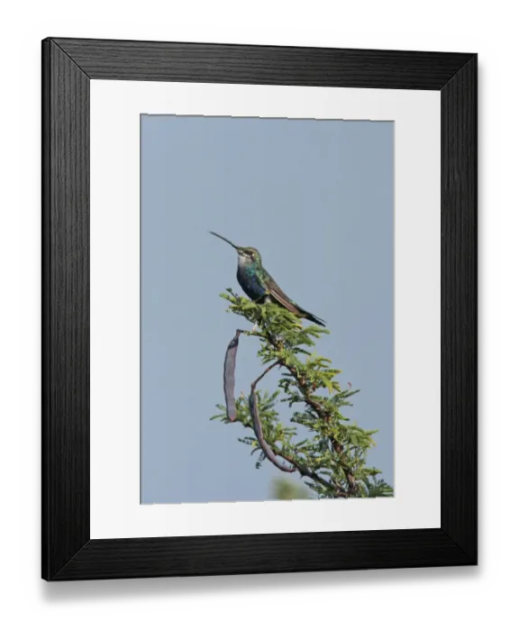 Framed Print : Blue-tufted Starthroat (Heliomaster furcifer) adult male, in eclipse plumage, perched on branch, La Cumbre, Cordoba, Argentina, april Framed Print : Blue-tufted Starthroat (Heliomaster furcifer) adult male, in eclipse plumage, perched on branch, La Cumbre, Cordoba, Argentina, april