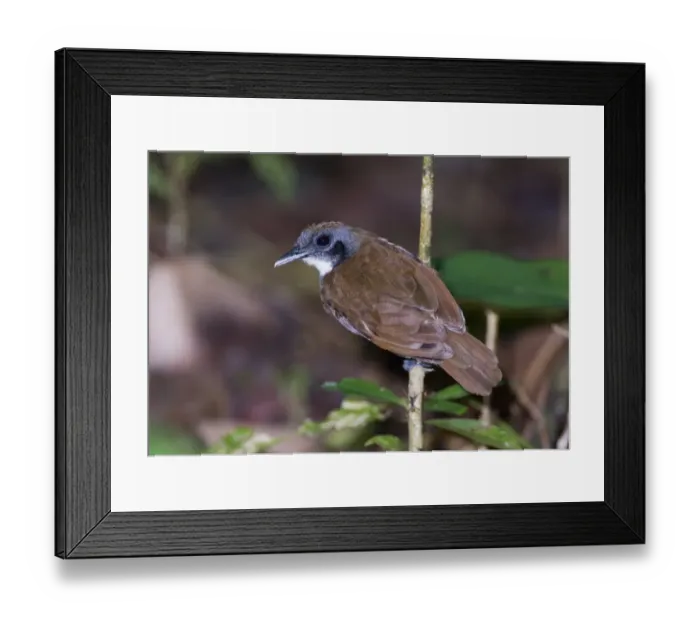 Framed Print : Bicoloured Antbird (Gymnopithys leucaspis bicolor) adult, perched on stem at ant swarm in rainforest, Pipeline Road, Soberiana N. P. Panama Framed Print : Bicoloured Antbird (Gymnopithys leucaspis bicolor) adult, perched on stem at ant swarm in rainforest, Pipeline Road, Soberiana N. P. Panama