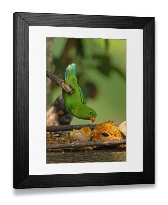 Framed Print : Vernal Hanging Parrot (Loriculus vernalis) adult, feeding on fruit at birdtable, hanging from branch, Kaeng Krachan N. P. Thailand, november Framed Print : Vernal Hanging Parrot (Loriculus vernalis) adult, feeding on fruit at birdtable, hanging from branch, Kaeng Krachan N. P. Thailand, november