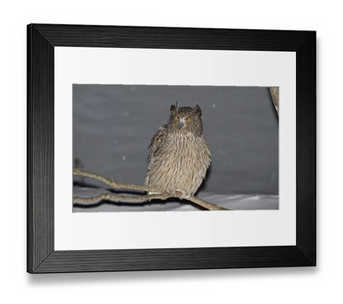 Framed Print : Blakiston's Fish-owl (Bubo blakistoni) adult, perched on branch in snow at night, Washino-yado, Rausu, Shiretoko Peninsula, Hokkaido, Japan, winter Framed Print : Blakiston's Fish-owl (Bubo blakistoni) adult, perched on branch in snow at night, Washino-yado, Rausu, Shiretoko Peninsula, Hokkaido, Japan, winter