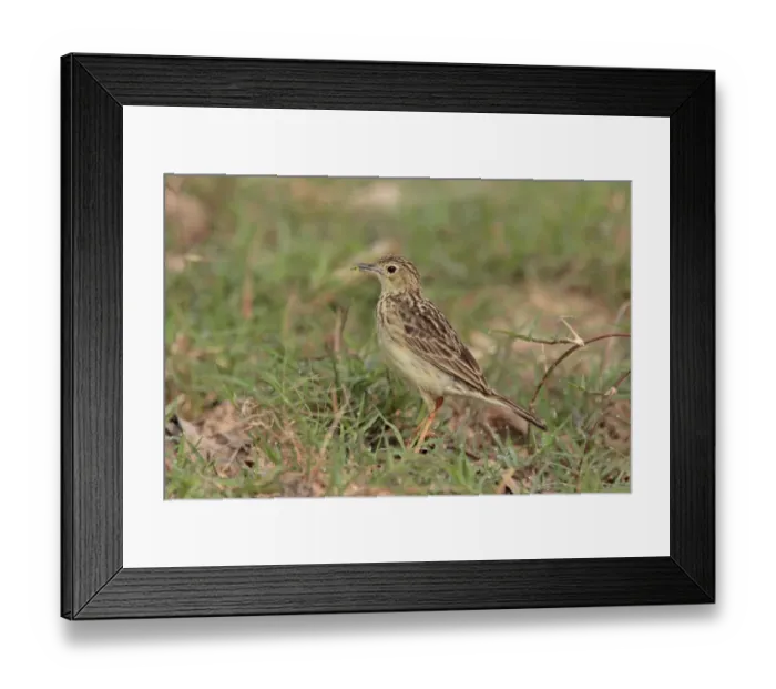 Framed Print : Yellowish Pipit (Anthus lutescens) adult, with food in beak, standing near nestsite, Laguna Oca, Formosa, Argentina, october Framed Print : Yellowish Pipit (Anthus lutescens) adult, with food in beak, standing near nestsite, Laguna Oca, Formosa, Argentina, october