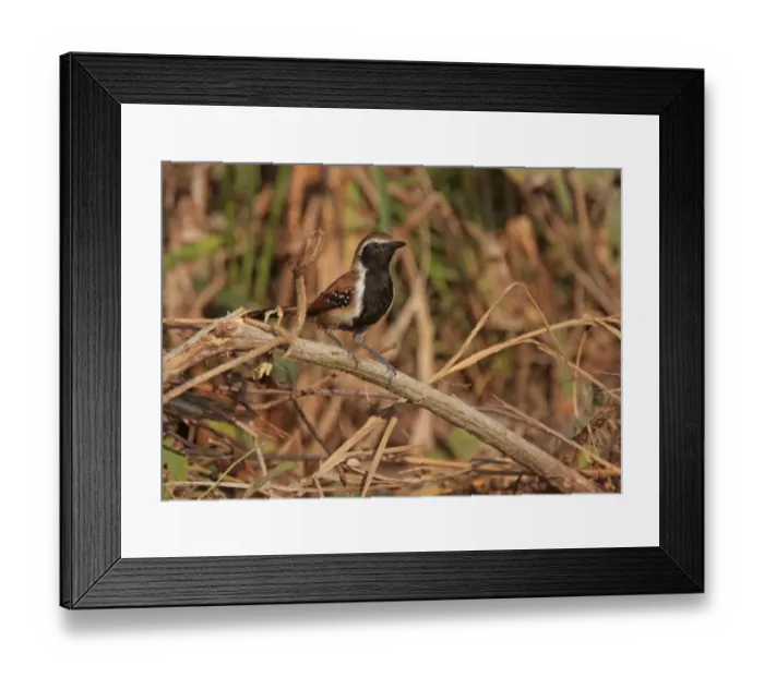 Framed Print : Rusty-backed Antwren (Formicivora rufa rufa) adult male, perched on twig, Pantanal Wildlife Centre, Mato Grosso, Brazil, september