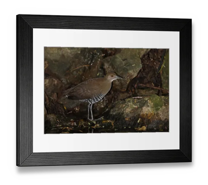 Framed Print : Slaty-legged Crake (Rallina eurizonoides telmatophila) immature, standing at edge of forest pool, Kaeng Krachan N. P. Thailand, november Framed Print : Slaty-legged Crake (Rallina eurizonoides telmatophila) immature, standing at edge of forest pool, Kaeng Krachan N. P. Thailand, november