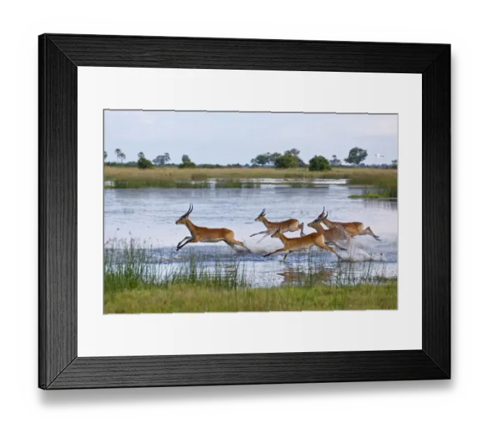 Framed Print : Red Lechwe (Kobus leche leche) adult and immature males, herd running and jumping in wetland habitat, Okavango Delta, Botswana Framed Print : Red Lechwe (Kobus leche leche) adult and immature males, herd running and jumping in wetland habitat, Okavango Delta, Botswana