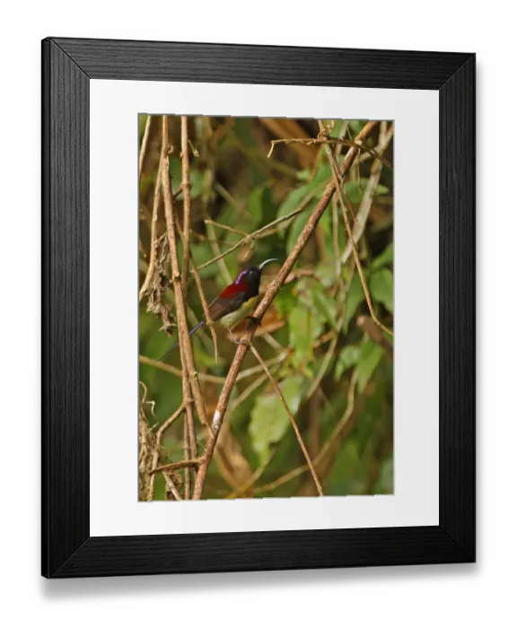 Framed Print : Black-throated Sunbird (Aethopyga saturata) adult male, perched on twig, Kaeng Krachan N. P. Thailand, november