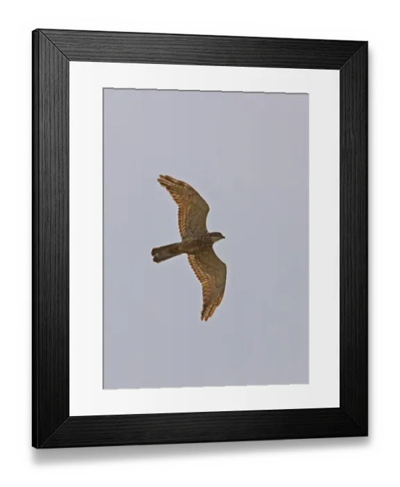 Framed Print : Grey-faced Buzzard (Butastur indicus) adult, in flight, Hebei, China, may Framed Print : Grey-faced Buzzard (Butastur indicus) adult, in flight, Hebei, China, may