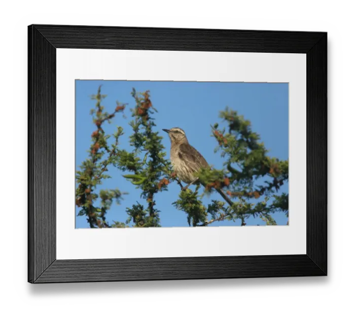 Framed Print : Chilean Mockingbird (Mimus thenca) adult, perched on twig, Campana N. P. Central Chile, november Framed Print : Chilean Mockingbird (Mimus thenca) adult, perched on twig, Campana N. P. Central Chile, november
