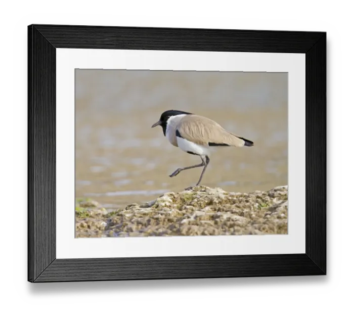 Framed Print : River Lapwing (Vanellus duvaucelii) adult, standing at edge of water, Chambal River, Rajasthan, India, january Framed Print : River Lapwing (Vanellus duvaucelii) adult, standing at edge of water, Chambal River, Rajasthan, India, january