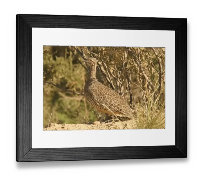Framed Print : Elegant Crested Tinamou (Eudromia elegans) adult, standing, Valdes Peninsula, Chubut, Argentina, september Framed Print : Elegant Crested Tinamou (Eudromia elegans) adult, standing, Valdes Peninsula, Chubut, Argentina, september