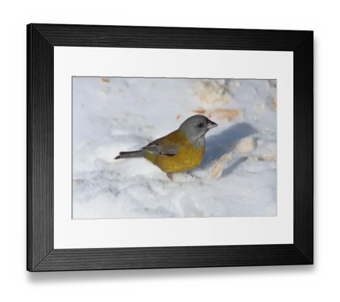 Framed Print : Patagonian Sierra-finch (Phrygilus patagonicus) adult female, feeding on bread scraps in snow, Haruwen, Tierra del Fuego, Argentina, august Framed Print : Patagonian Sierra-finch (Phrygilus patagonicus) adult female, feeding on bread scraps in snow, Haruwen, Tierra del Fuego, Argentina, august
