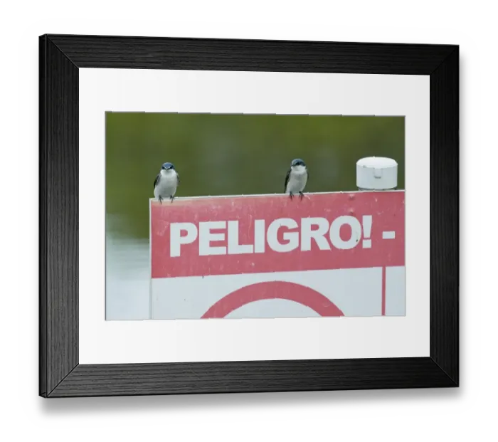 Framed Print : Mangrove Swallow (Tachycineta albilinea albilinea) two adults, perched on sign, Peten, Guatemala Framed Print : Mangrove Swallow (Tachycineta albilinea albilinea) two adults, perched on sign, Peten, Guatemala