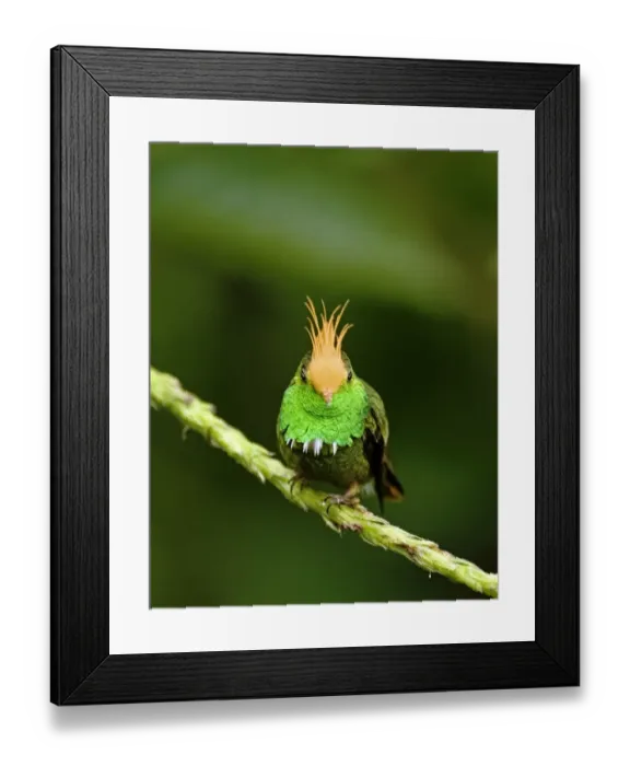 Framed Print : Rufous-crested Coquette (Lophornis delattrei lessoni) adult male, perched on stem, El Valle, Panama