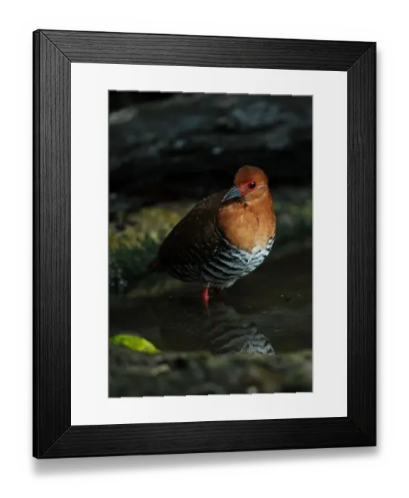 Framed Print : Red-legged Crake (Rallina fasciata) adult, bathing in forest pool, Kaeng Krachan N. P. Thailand, november Framed Print : Red-legged Crake (Rallina fasciata) adult, bathing in forest pool, Kaeng Krachan N. P. Thailand, november